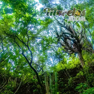 2021 Junio - Panoramas del Cerro de Atlacholoaya